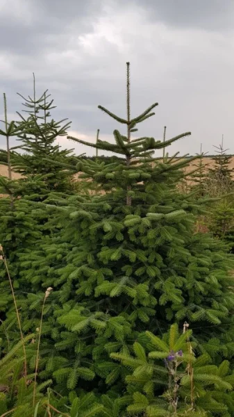 JODŁA KAUKASKA - ŻYWA CHOINKA BOŻONARODZENIOWA 100-120CM BALOT DARMOWA DOSTAWA!